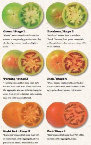 Surviving Your Homestead: Different Stages of Ripening for Tomatoes