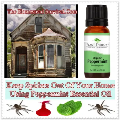 Keep Spiders Out Of Your Home Using Peppermint Essential Oil