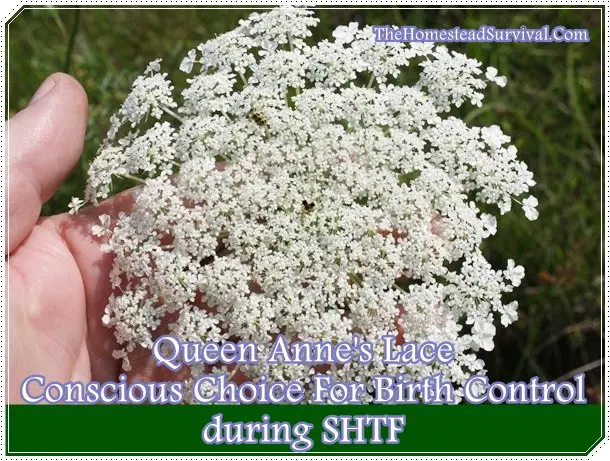 Queen Anne's Lace Conscious Choice For Birth Control during SHTF