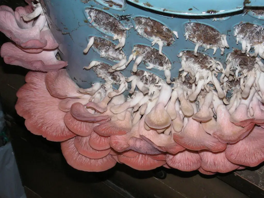 Growing Oyster Mushrooms in a Laundry Basket