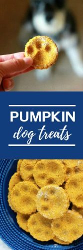 Cure Stomach Irritation Pumpkin Dog Biscuits Recipe