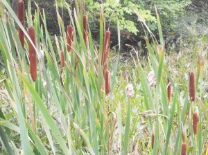 http://www.publicdomainpictures.net/view-image.php?image=26903&picture=cattails
