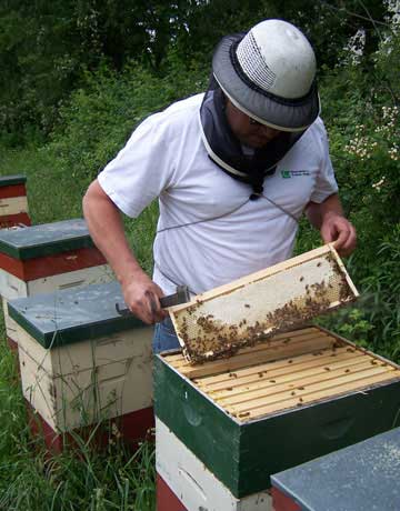 DIY Backyard Beekeeping A Guide for Beginners