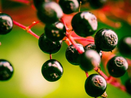 Elderberry Tincture How To Make  Cold and Flu aid