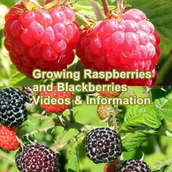 Growing Raspberries and Blackberries Videos Information