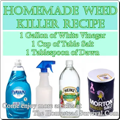 Amazing Weed Killer Spray Recipe & Tips