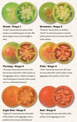 Different Stages of Ripening for Tomatoes