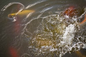 http://etc.usf.edu/clippix/picture/koi-fish-splashing-in-water.html#.UIqtJ4aPf5M