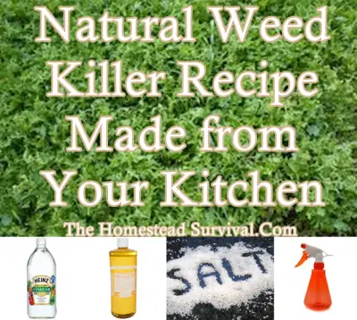 Weed Killer Recipe from Your Kitchen