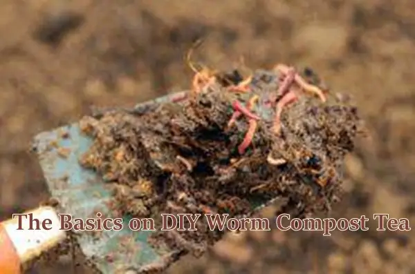 The Basics on DIY Worm Compost Tea