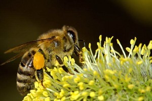 http://www.publicdomainpictures.net/view-image.php?image=13476&picture=bees