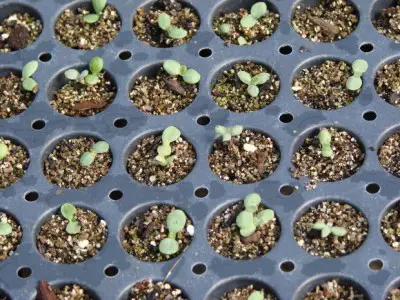 Dying Seedlings Damping Off and Ways To Prevent It