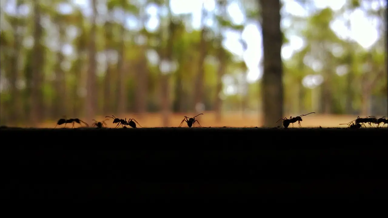 Ants Appearing In Your Kitchen Soon How To Get Rid Of Them
