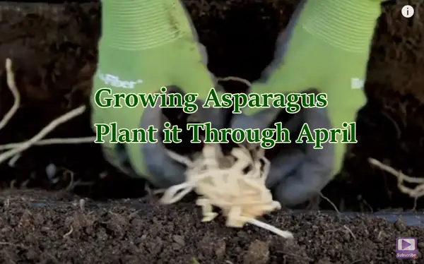 Growing Asparagus Plant it Through April
