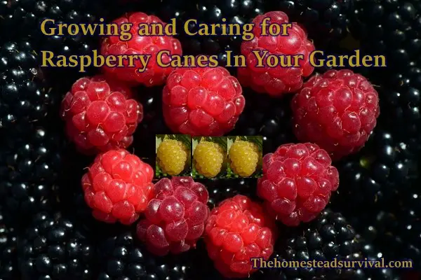 Growing and Caring for Raspberry Canes In Your Garden