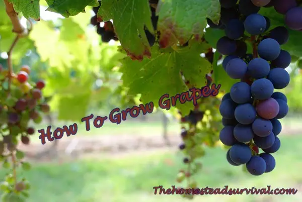 How To Grow Grapes