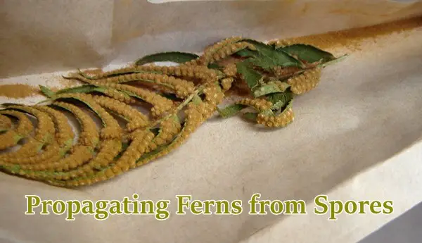 Propagating Ferns from Spores