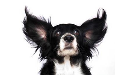 Doggie Language Understanding Your Pet