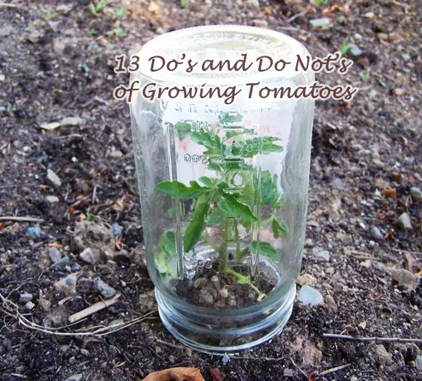 13 Do’s and Do Nots of Growing Tomatoes