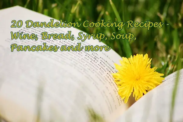 20 Dandelion Cooking Recipes - Wine, Bread, Syrup, Soup, Pancakes and more