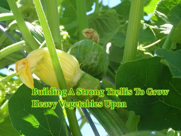Building A Strong Trellis To Grow Heavy Vegetables Upon