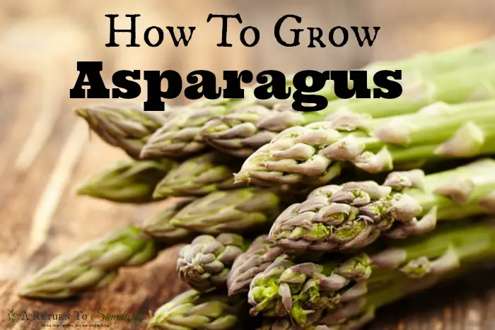 How-To-Grow-Asparagus-8