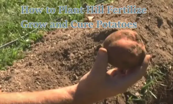 How to Plant Hill Fertilize Grow and Cure Potatoes