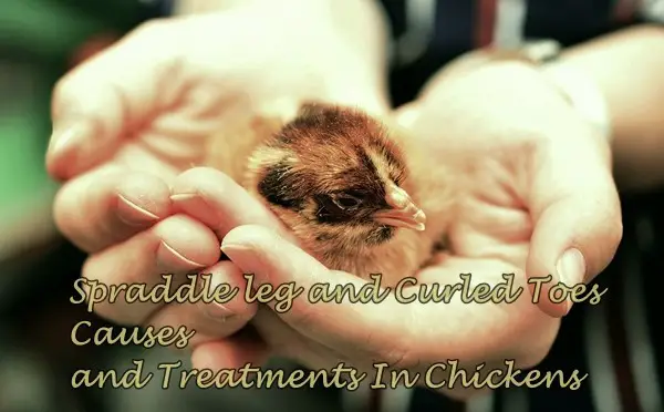 Spraddle leg and Curled Toes Causes and Treatments In Chickens
