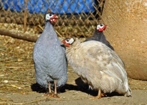 Raising Guinea Fowl: A Low-Maintenance Flock- Great For Pest Control