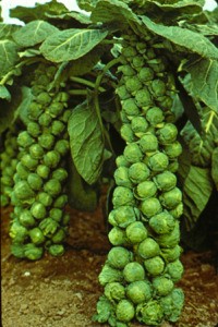 Guide to Growing Brussels Sprouts