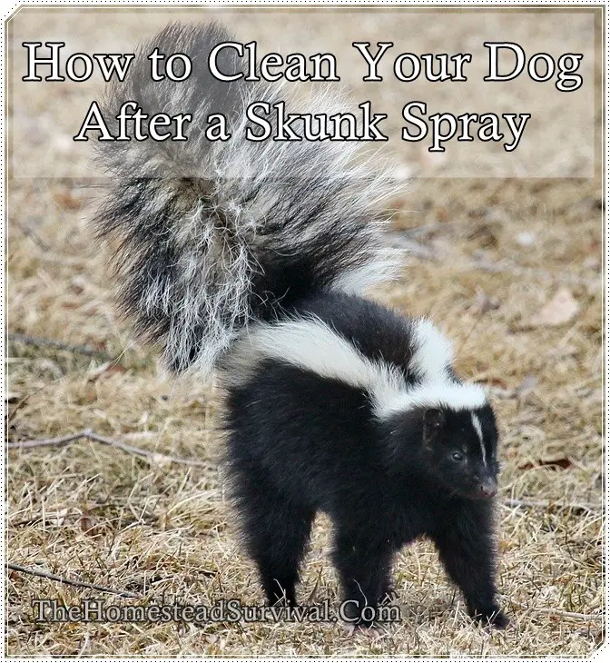 How to Clean Your Dog After a Skunk Spray