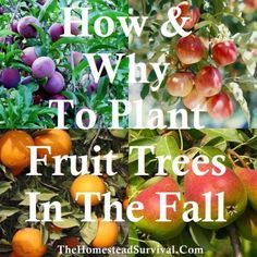 How Why To Plant Fruit Trees in the Fall