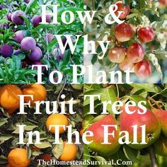 How & Why To Plant Fruit Trees in the Fall