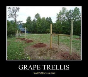 Grape Trellis