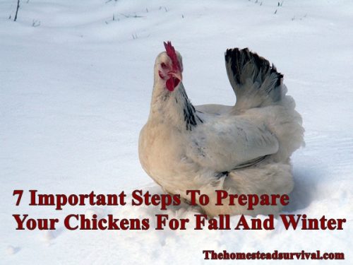 7 Important Steps To Prepare Your Chickens For Fall And Winter