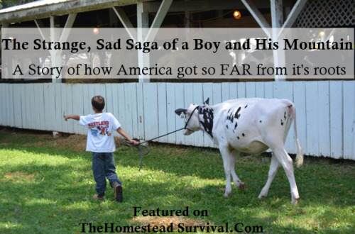 boy-and-cow