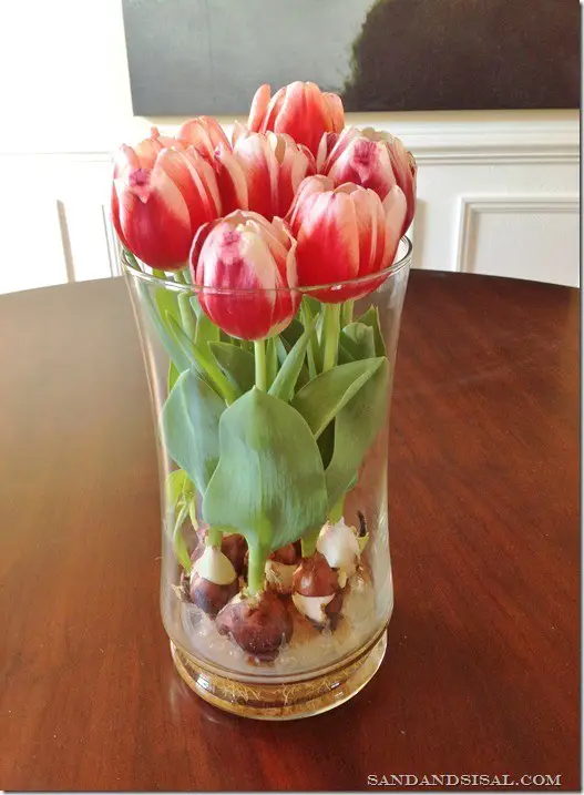 How to Force Tulips to Grow in Winter - Indoor Flowers