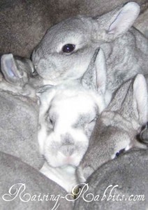 raising-rabbits