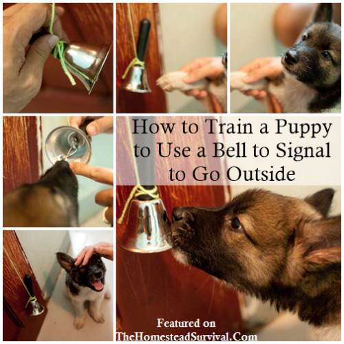 How to Potty Train Your Puppy Using a Bell