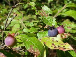 bunch-of-blueberries