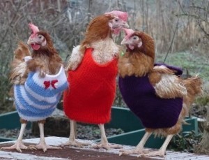 chicken-sweaters-08