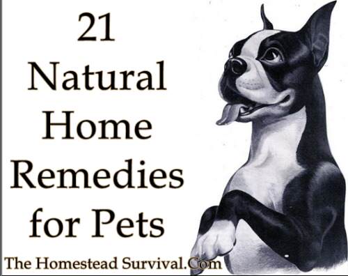 21 Natural Home Remedies for Pets