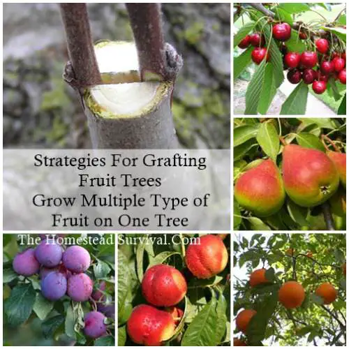graftingfruittreess