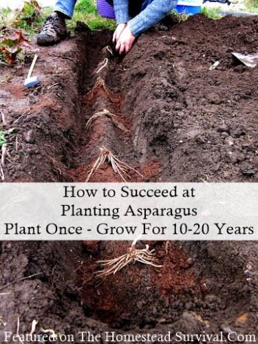How to Succeed at Planting Asparagus Homesteading Garden