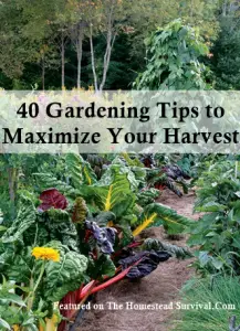 40 Gardening Tips to Maximize Your Harvest 
