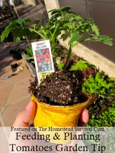 Feeding and Planting Tomatoes Gardening Tip