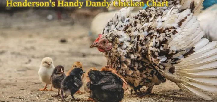 Hendersons Handy Dandy Chicken Chart