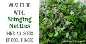 Wild Food Foraging: Stinging Nettles Recipes