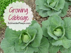Growing Cabbage In Your Garden