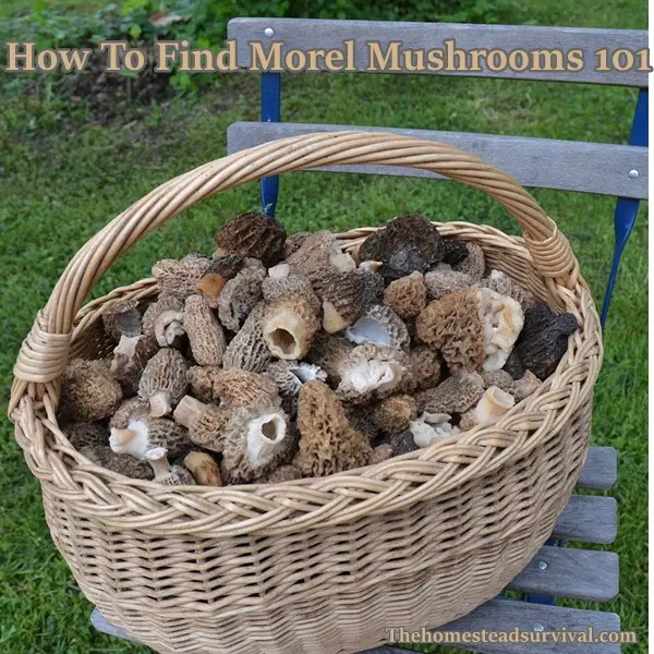 How To Find Morel Mushrooms 101
